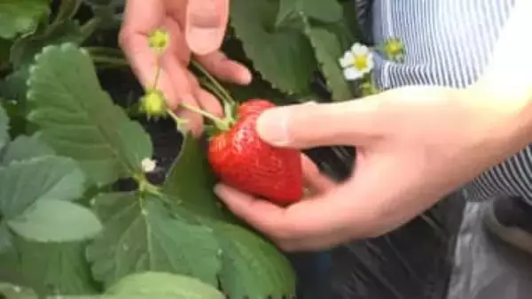 “イチゴ戦国時代”が到来！今が旬の「イチゴ」がお手頃価格　300種超の中で人気の品種は？達人に聞く甘いイチゴの特徴