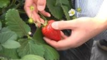 “イチゴ戦国時代”が到来！今が旬の「イチゴ」がお手頃価格　300種超の中で人気の品種は？達人に聞く甘いイチゴの特徴