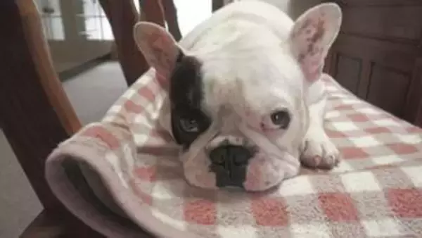 現代社会の“癒やし” 笑顔を引き出すドッグセラピー 「夫婦の会話も増えた」 新たなサービスは“もしも”のときでも…【福岡発】