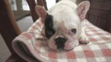 現代社会の“癒やし” 笑顔を引き出すドッグセラピー 「夫婦の会話も増えた」 新たなサービスは“もしも”のときでも…【福岡発】