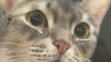 「まるで本物の動物が目の前に」色鉛筆の驚異的写実表現で注目の音海はる展、富山で開幕 地元ゆかりのライチョウ作品も