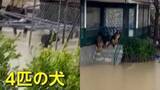 「「あそこにも犬が…」豪雨で水没した住宅に取り残された4匹の犬　“秘密兵器”で近隣住民が救出作戦　トルコ」の画像1