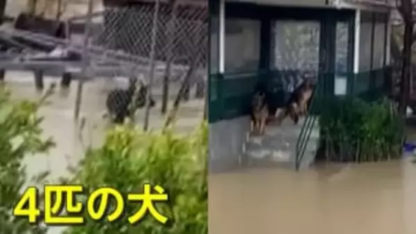 「あそこにも犬が…」豪雨で水没した住宅に取り残された4匹の犬　“秘密兵器”で近隣住民が救出作戦　トルコ
