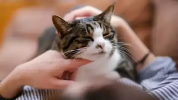 愛猫とのスキンシップで健康チェックを！獣医が教える簡単&安心な家庭でできる７つのチェックポイント