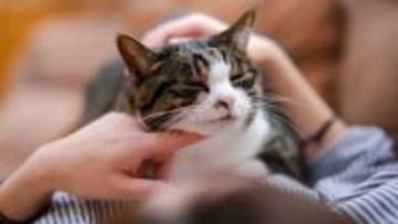 愛猫とのスキンシップで健康チェックを！獣医が教える簡単&安心な家庭でできる７つのチェックポイント