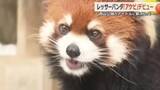 「さっそく“夫”と同居開始　レッサーパンダ「アケビ」ちゃん宮城から福井へ　雄「かんた」くんとペアに」の画像1