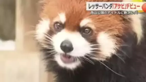 さっそく“夫”と同居開始　レッサーパンダ「アケビ」ちゃん宮城から福井へ　雄「かんた」くんとペアに