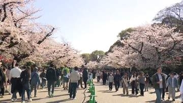 桜満開なのに週末は「春の嵐」予想…お花見ラストチャンスで桜の名所は大混雑　風雨に「日立風流物」は中止の恐れも