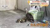 「7羽のひなを引き連れ…迷い込んだカルガモ親子が大移動　「自力でたどり着いてほしい」警察官が誘導も側溝にひな1羽転落　東京・杉並区」の画像1