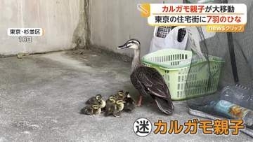 7羽のひなを引き連れ…迷い込んだカルガモ親子が大移動　「自力でたどり着いてほしい」警察官が誘導も側溝にひな1羽転落　東京・杉並区