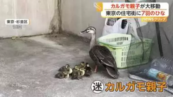 7羽のひなを引き連れ…迷い込んだカルガモ親子が大移動　「自力でたどり着いてほしい」警察官が誘導も側溝にひな1羽転落　東京・杉並区