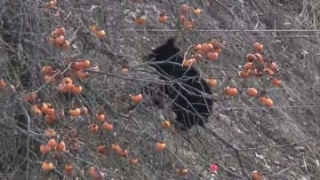 柿をムシャムシャ…体長50センチの子グマが木の上で7時間以上居座り　専門家「本来であれば冬眠」「親からはぐれたか」　福島