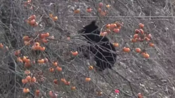 柿をムシャムシャ…体長50センチの子グマが木の上で7時間以上居座り　専門家「本来であれば冬眠」「親からはぐれたか」　福島