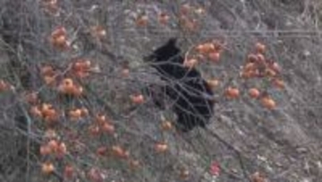 柿をムシャムシャ…体長50センチの子グマが木の上で7時間以上居座り　専門家「本来であれば冬眠」「親からはぐれたか」　福島