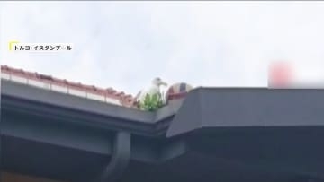 「ありがとう！」屋根上のバレーボールを取ってくれたのは…カモメ　“神トス”がSNSで話題　トルコ・イスタンブール