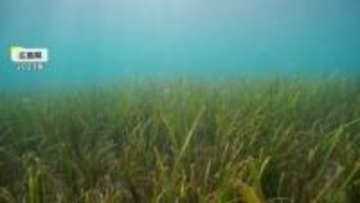海のゆりかご「アマモ」で豊かな海を取り戻せ　東京・お台場で藻場作り…2026年春頃には50cmほどに成長