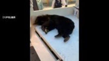 青森で初の緊急猟銃　八戸の住宅街に体長1メートルのツキノワグマ　4月から出没警報