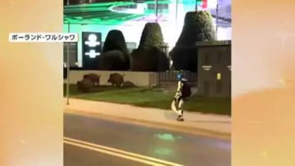 巨大イノシシを追いかけ回す人型ロボット　市街地に現れた3頭を“撃退”　ポーランド