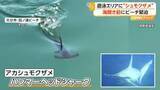 「「絶対に近づかないで」遊泳エリアに“ハンマーヘッドシャーク”出没…海水浴解禁前もマリンスポーツ禁止に　大分市・田ノ浦ビーチ」の画像1