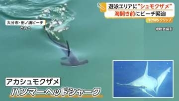 「絶対に近づかないで」遊泳エリアに“ハンマーヘッドシャーク”出没…海水浴解禁前もマリンスポーツ禁止に　大分市・田ノ浦ビーチ