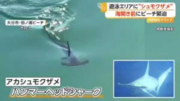 「絶対に近づかないで」遊泳エリアに“ハンマーヘッドシャーク”出没…海水浴解禁前もマリンスポーツ禁止に　大分市・田ノ浦ビーチ
