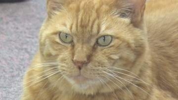 ネコ館長「ムクニャン」愛され就任10年　足にケガをして震えているところを保護　「かわいがられるのも仕事」週2日出勤　お祝いの展示会には愛情あふれる60点の作品　長野・喬木村の椋鳩十記念館
