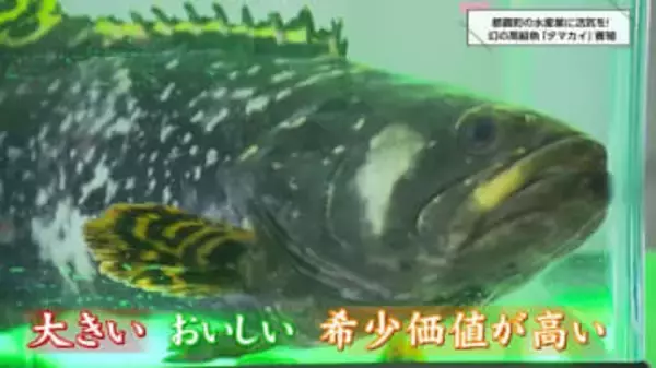 「幻の高級魚」が地域を救う！ 宮崎・都農町が絶滅危惧種「タマカイ」の完全閉鎖循環式陸上養殖を“世界初”成功、漁業衰退に挑む「希望の光」