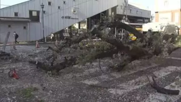 駅前ロータリーで桜の倒木　倒木被害相次ぐ東京で　高さ15m「自重で支えられなくなった」」　国立市・JR矢川駅前