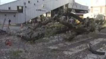 駅前ロータリーで桜の倒木　倒木被害相次ぐ東京で　高さ15m「自重で支えられなくなった」」　国立市・JR矢川駅前