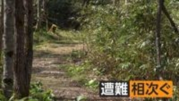 なぜタケノコ採りで遭難するのか？同じような景色で方向見失いやすい笹やぶの危険性　山菜採りの注意ポイント