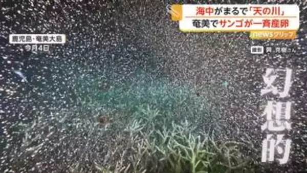 まるで天の川…奄美大島の海で幻想的なサンゴの一斉産卵　白化現象で多くが死滅も生き残りか「再生の第一歩」　鹿児島