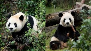 中国のパンダ「ピンピン」と「フーシュアン」がアメリカへ　習近平国家主席「米中両国民の友情の使者」