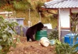 クマを800頭で抑える兵庫県『低密度管理』の必要性　「クマは5年で倍に。管理できない数になったらお手上げです」『鳥獣職』を全国の自治体に