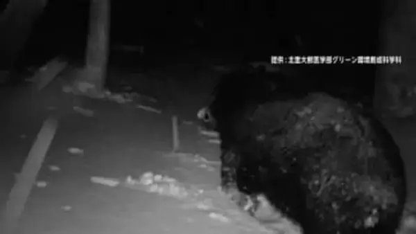 真冬の台所に“居座り”クマ　15時間後ワナにかかり御用…けが人なし　付近で目撃相次ぎ複数捕獲　専門家「初めて冬迎えた子グマか」福島・喜多方市