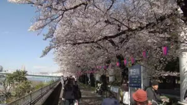 桜前線北上中の東北で雪　桜見頃の金沢・兼六園は無料開放　週末雨予想で隅田川に花見客続々　都内名所で桜の倒木相次ぎ懸念の声