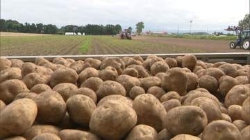 【ジャガイモ】アメリカ産輸入解禁へ動き加速…国内産の8割を生産する北海道は大きな痛手…“天敵”の病害虫「ジャガイモシストセンチュウ」侵入リスクも高まる 農家からは反対の声相次ぐ