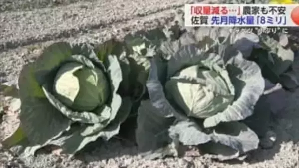水不足で農作物が育たない…1カ月間の降水量わずか8ミリ「自然相手だからどうしようもない」少雨に頭を悩ます農家