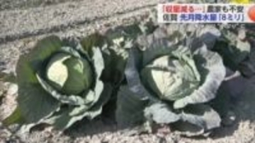 水不足で農作物が育たない…1カ月間の降水量わずか8ミリ「自然相手だからどうしようもない」少雨に頭を悩ます農家