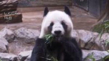 シャオシャオとレイレイ室内展示のみに　1月下旬に中国に返還　上野動物園