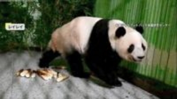 「頑張れ！頑張れ！」涙するファンも…双子パンダ「シャオシャオ」「レイレイ」中国・四川省の保護センター到着　顔を出しエサ食べる場面も