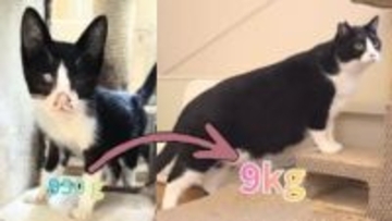 目はふさがりガリガリ…野良の時はわずか950g⇒9kgの“貫録ネコ”に　保護猫たちが見つけた穏やかな暮らし