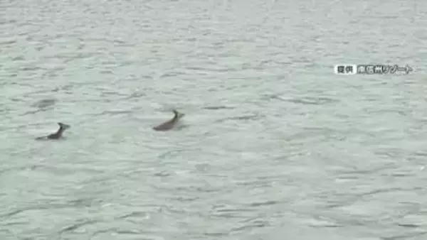 大ベテランも「初めて見た」天竜川の急流を泳いで渡るニホンジカ　出くわした船頭ビックリ　長野・飯田市