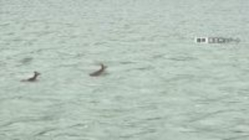 大ベテランも「初めて見た」天竜川の急流を泳いで渡るニホンジカ　出くわした船頭ビックリ　長野・飯田市