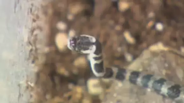 一般住宅で見つかった“幻のヘビ”「シロマダラ」のその後…実は再び出くわしていたことが判明！ヘビのご利益？男性に起きた幸運な出来事とは