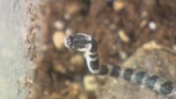 一般住宅で見つかった“幻のヘビ”「シロマダラ」のその後…実は再び出くわしていたことが判明！ヘビのご利益？男性に起きた幸運な出来事とは