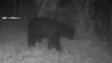 「東京・八王子で体長1メートル超えるクマ出没　イノシシ用ワナ周辺を徘徊する様子カメラに　クマ用のワナ近く設置へ」の画像1