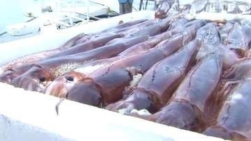 店頭からスルメイカが消えた　函館で初競り中止、福井でも深刻な不漁　海流の変化やマグロによる捕食、漁業者の高齢化など要因は複雑