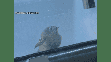 日本海を守る海上保安庁「巡視船」に舞い降りた珍客たち　乗組員をじっと見つめる“日本一小さな鳥”にほっこり