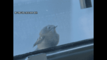 日本海を守る海上保安庁「巡視船」に舞い降りた珍客たち　乗組員をじっと見つめる“日本一小さな鳥”にほっこり