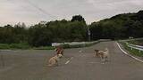 「５匹のイヌが道路の真ん中に突如出現　路上でのんびり座り込む犬も　車は一時停止して“路上のわんこ”を見守り」の画像1